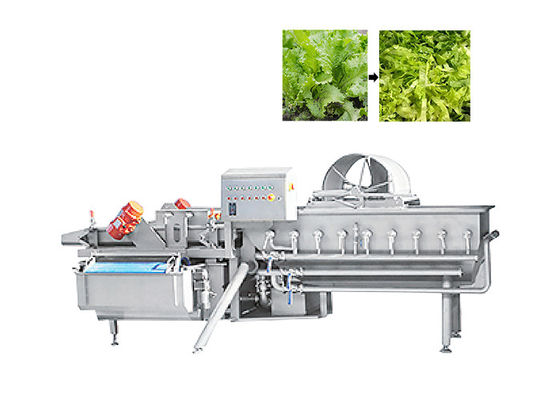 과일 샐러드 야채를 위한 1000kg/H 녹색 잎 절단기 상추 절단기